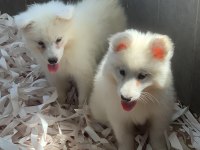 Bembeyaz Güzellik Safkan Samoyed Yavrusu