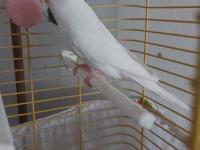 Beyaz Dişi Muhabbet Kuşu