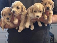 A Kalite Sağlıklı Orjinal Maltipoo