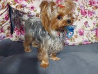 Tea cup a şecere 1,5 kg garantili yorkshire terrier