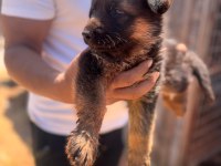 Alman kurdu bebeklerimiz için acele edin