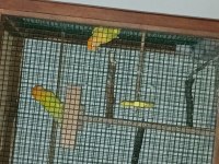 Özel Aynı Renk Yurtdışı Markalı Damızlık Papağanlar