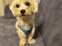 11 aylık erkek köpeğimiz için ömürlük yuva arıyoruz