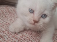 Bembeyaz Mavi Gözlü Dişi British Shorthair Yavru