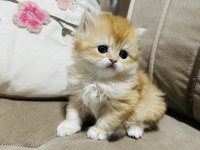 Yavru british longhair kedimize yuva arıyoruz