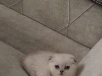 Scottish Fold Kızım Gen Gereği Kesinlikle Koku Bırakmaz