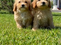 Kalite Ve Güvenin Adresinden Maltipoo Bebeklerimiz