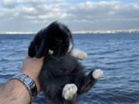 Hollanda Mini Ve Cüce Yavru Tavşanlar Her Yere Gönderilir