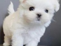 Oyun Arkadaşı Maltese Köpeği Yavrularımız