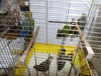 Sevda Papağanı Bebekler