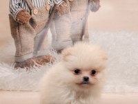 1 adet erkek pomeranian beyaz