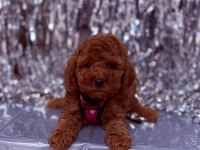 Sevimli minik poodle yavrular