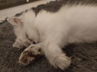 2 Adet British Longhair