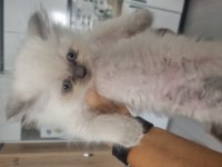 British Longhair Erkek