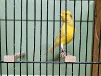 Boğa gibi kızgın ötücü alman kanaryalar!