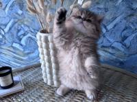 A Kalite British Longhair Golden Black Dişi Yavru