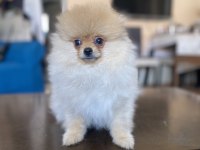Mini boy pomeranian boo kızımız