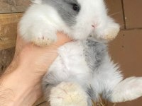 Safkan Tavşan Yavruları Her İle Gönderim