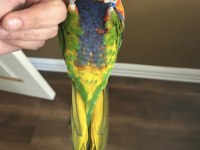 Özel Eğitimli Dans Eden Konuşan Maskot Lori