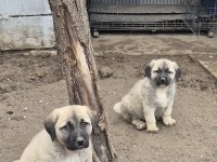 60 Günlük Safkan Kangal Yavrular
