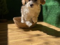 Maltipoo Bebek Köpekler