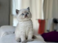 3 aylık british shorthair