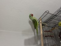 4.5 Aylık Erkek Jumbo Alexander Papağanı