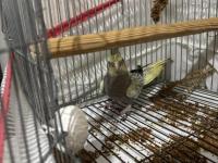 3 Adet İki Aylık Yavru Sultan Papağanlar