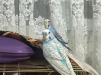 Hazır Eş Yavru Garantili Muhabbet Kuşları