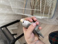 4 Aylı El Besleme Full Evcil Sevda Papağanlarım