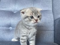 Gri Scottish Fold Yavru