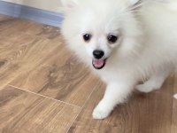 3 Aylık Pomeranian