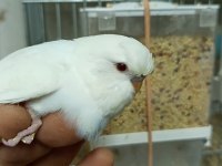 Yuvadan Yeni Çıkmış Muhabbet Kuşu Yavrularımız