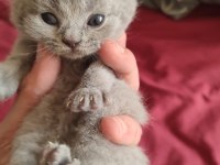 Farklı Cins Kediler Mevcuttur