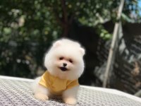 Dişi Ve Erkek Pomeranian Mevcuttur Hepsi De Safkan