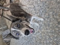 Sibirya Kurdu (Husky) Boz Renk Dişi 1 Yaşında Kısır Değildir