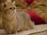 Munchkin shorthair