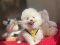 3 Aylık Ayı Surat Pomeranian Boo Yavrular