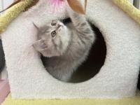 British Bebiş Kediler