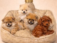 Safkan pomeranian boo bebekler 2 aylık