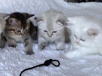 Scottish Fold Blue Point Yavru Kedim
