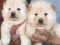 Baby face chow chow yavruları