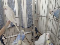 Yavru Ve Yetişkin Muhabbet Kuşu