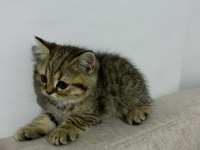 British Shorthair Erkek Yavru