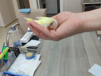 Ev Üretimi Yavru Muhabbet Kuşlar