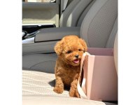 Toy poodle ırkı yavrular