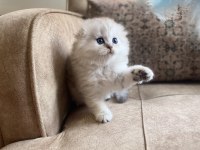 Full Şecereli Anne Babanın Scottish Fold Longhair Bebeği