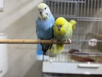 Sahiplendirilecek İnce Show Muhabbet Kuşu Bebekler