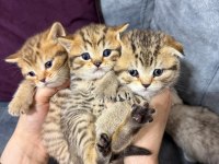 2 aylık british yavrularımız yuvasını arıyor