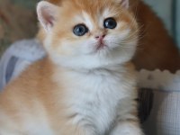 Portakal rengi golden british shorthair